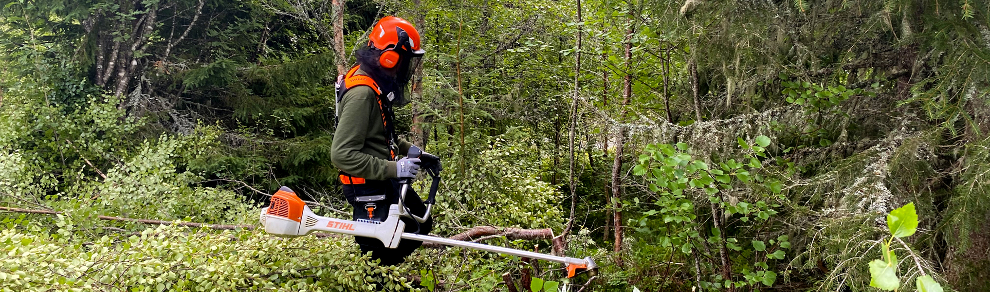 Hva er ungskogpleie?