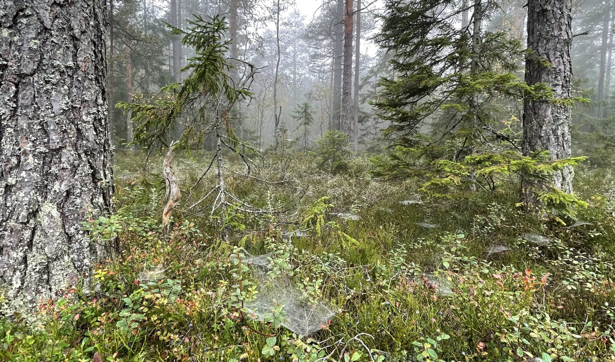 Skogen som klimaverktøy
